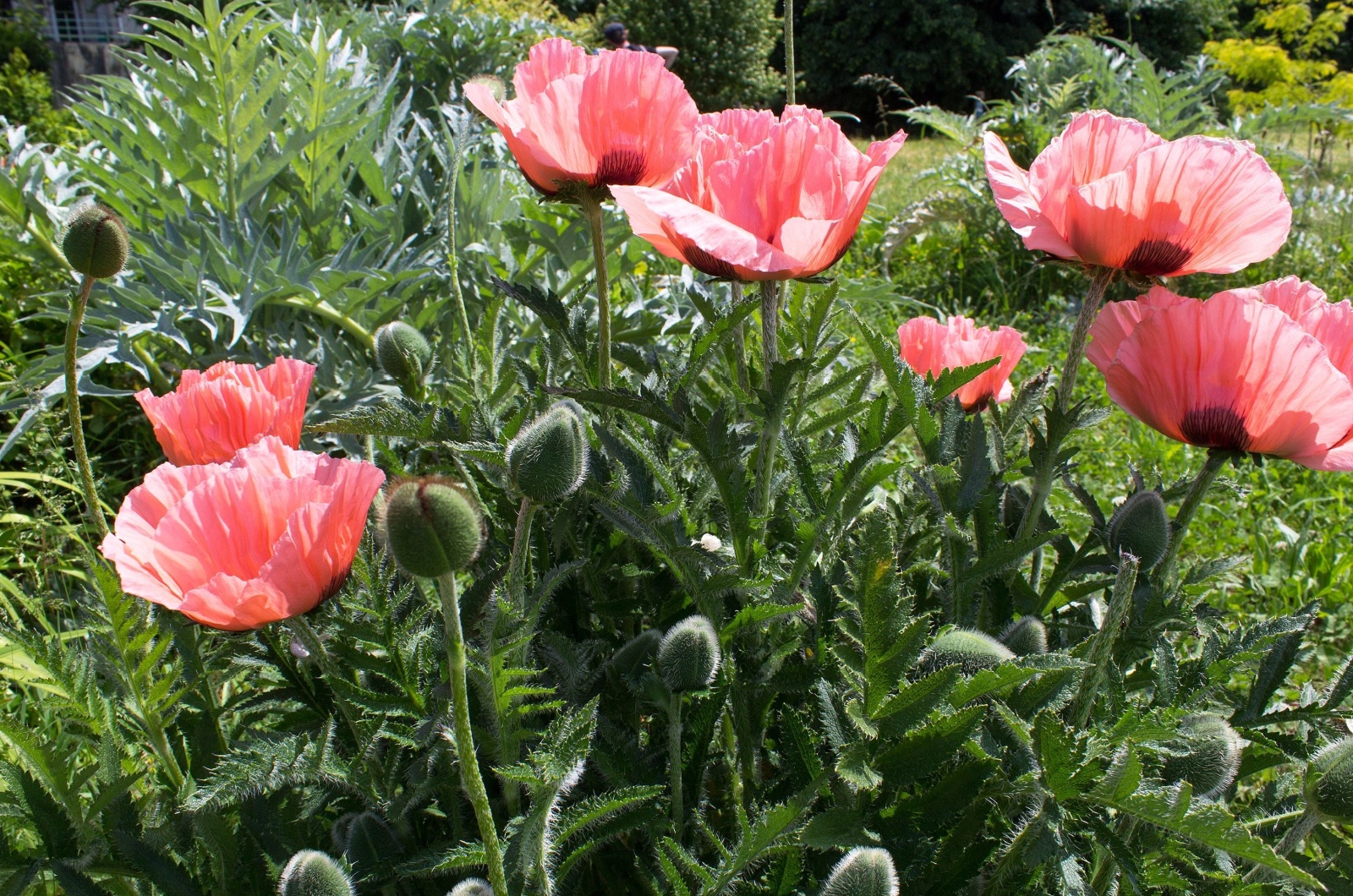 pink flowering Papaver