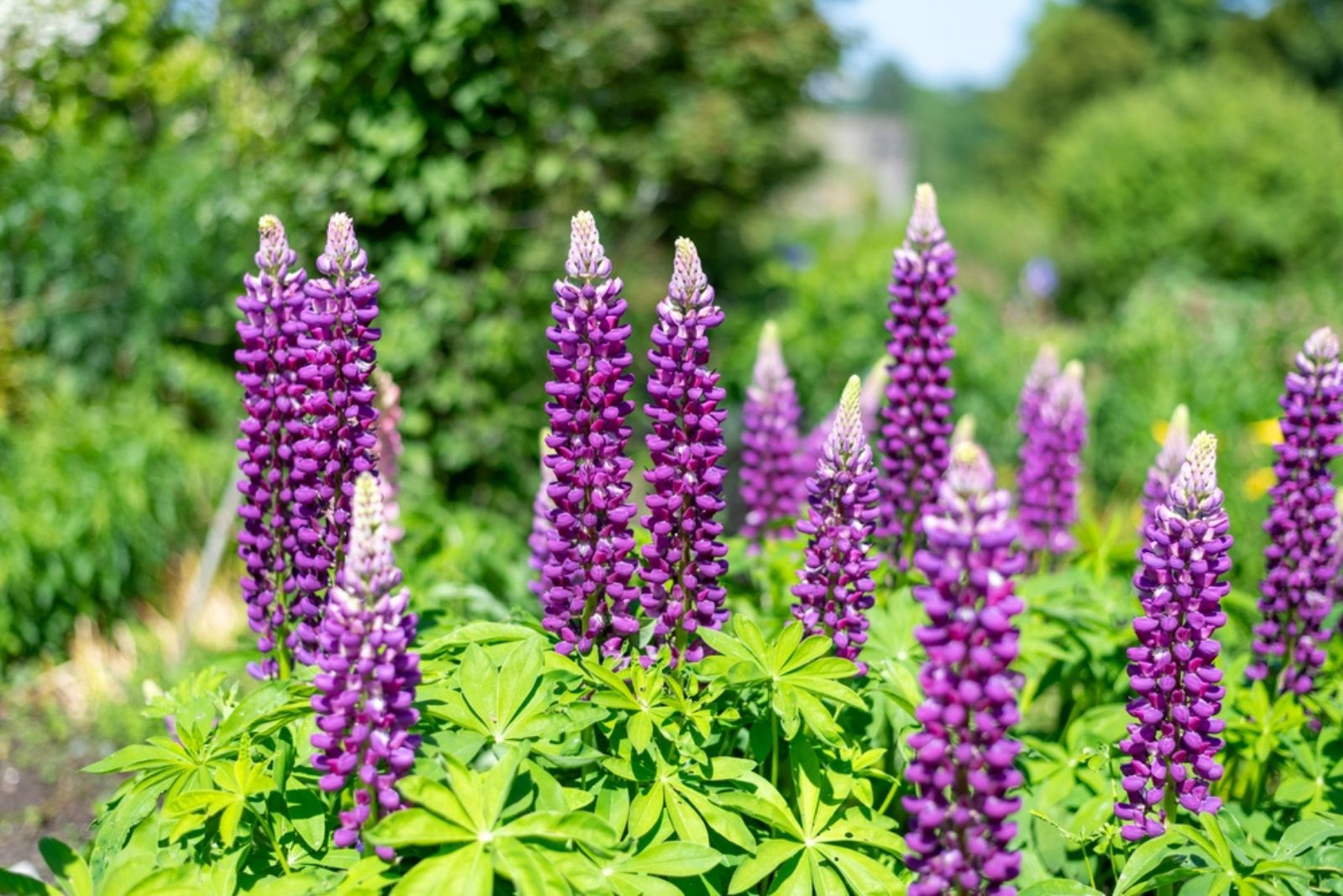 pink lupin flowers