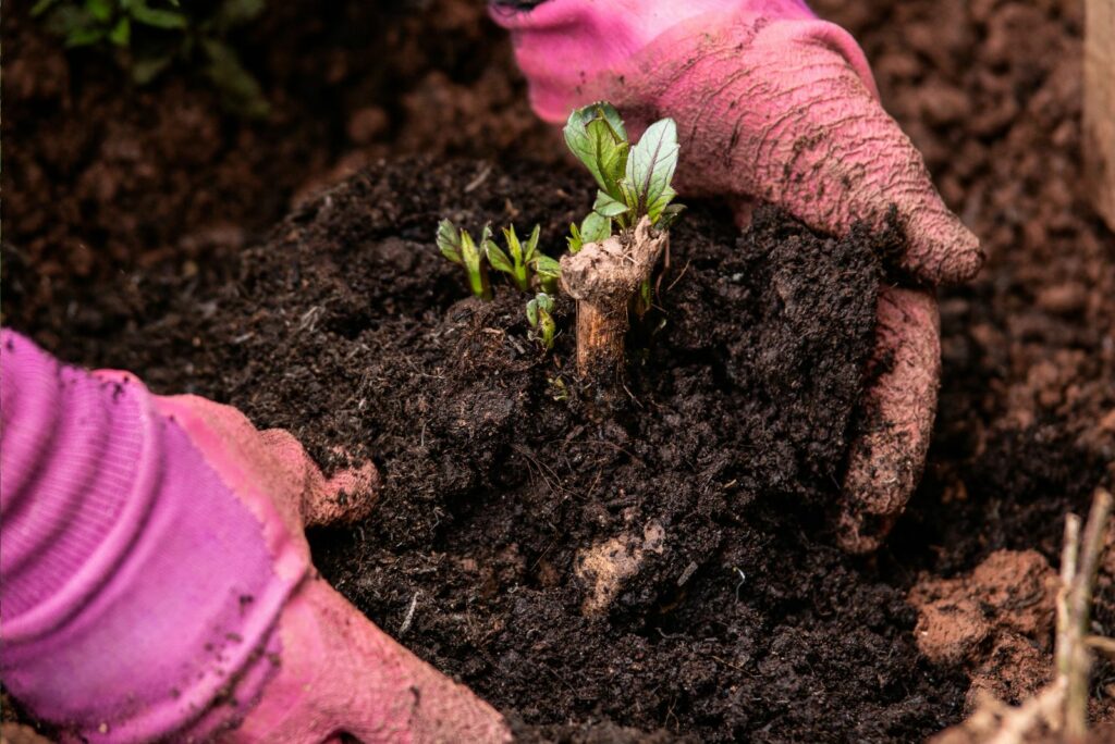 planting out sprouting dahlia tuber with shoots in spring flower garden