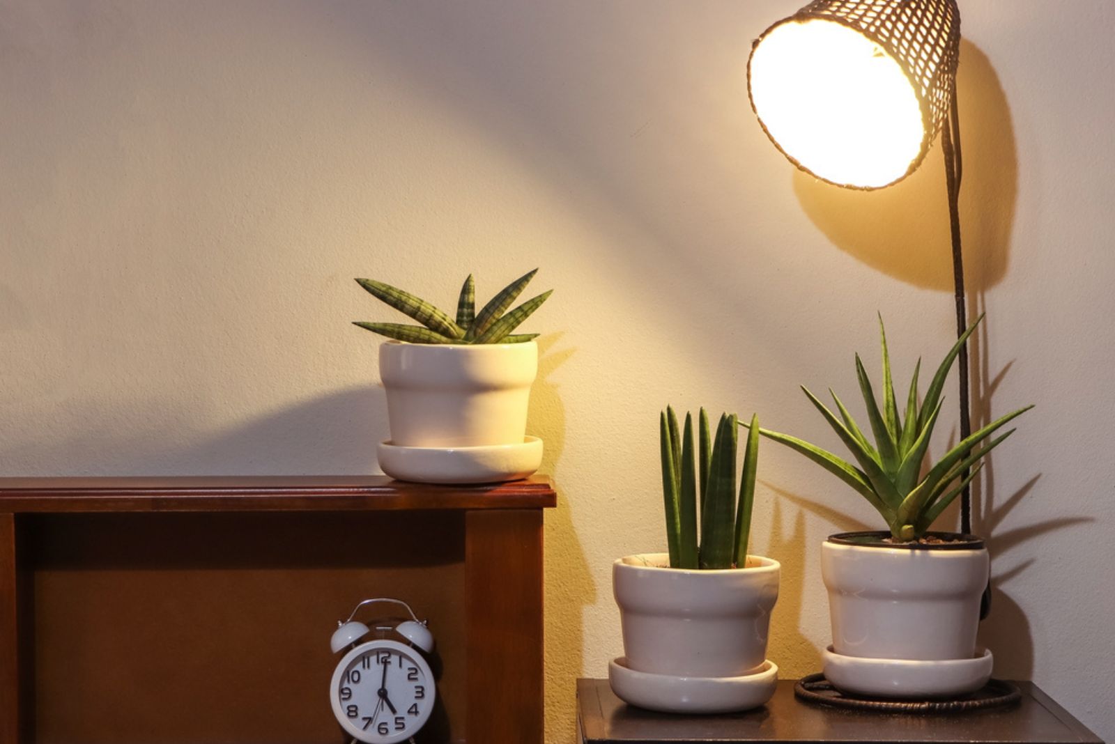 plants in small pots on the locker