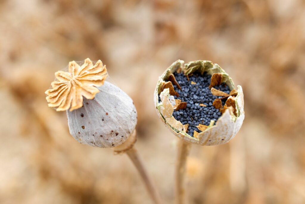 4 Simple Steps To Plant And Grow Poppy Seeds For A Gorgeous Flower Display