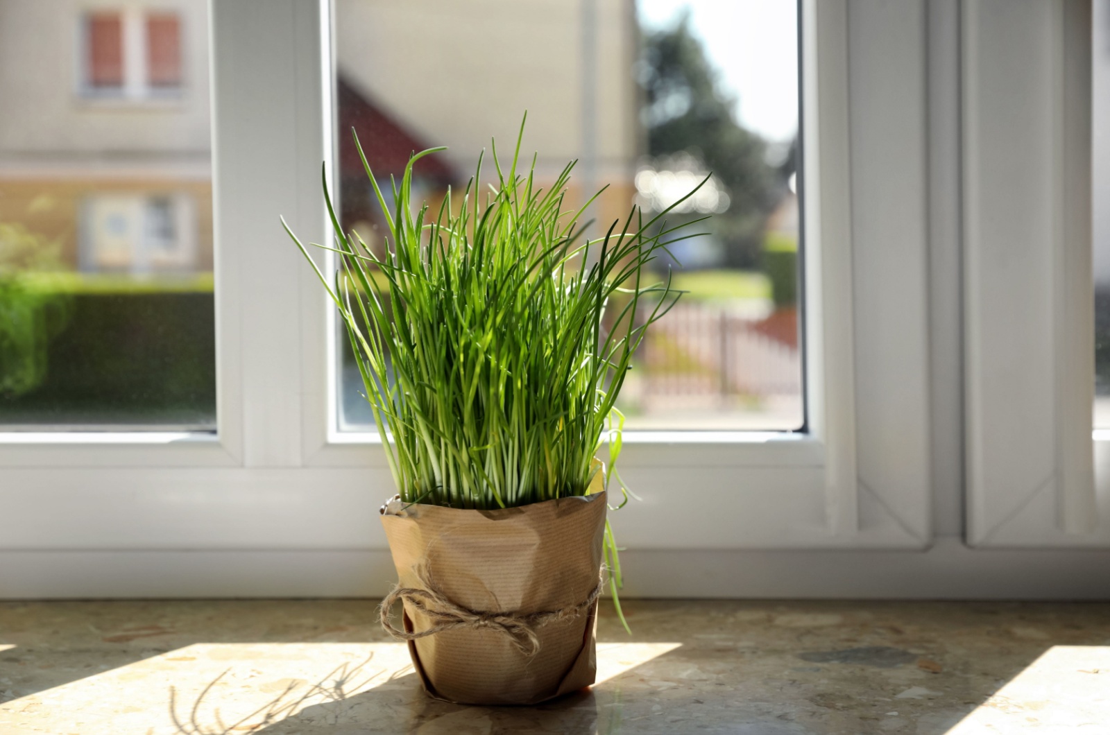 potted green chives