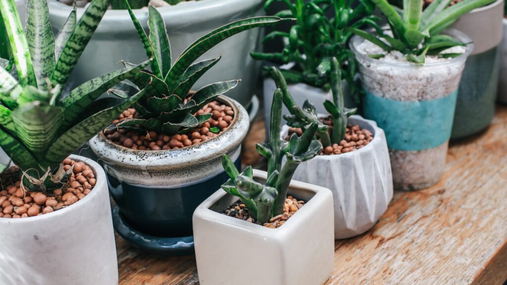 potted succulents