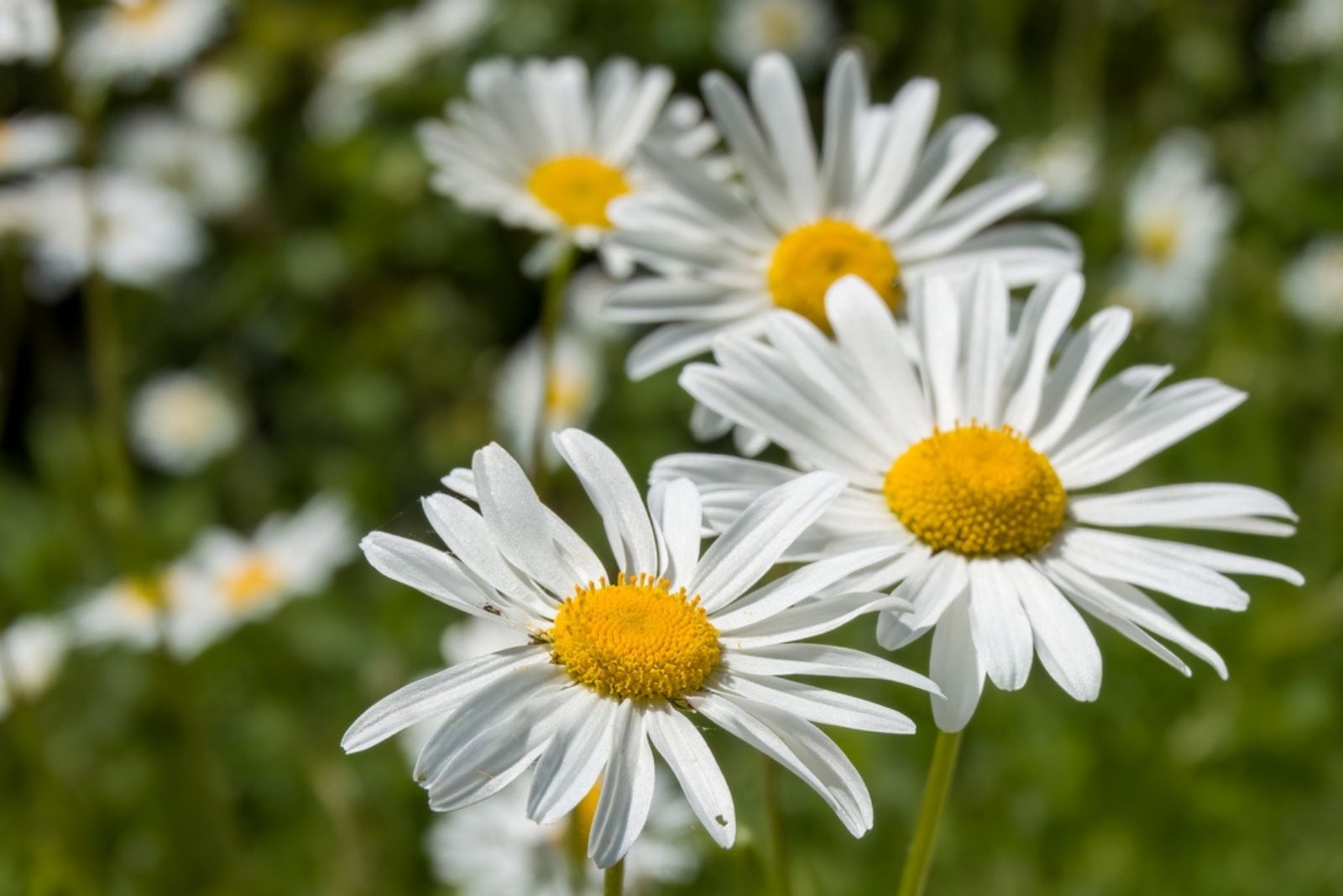 pretty white ox eye daisies