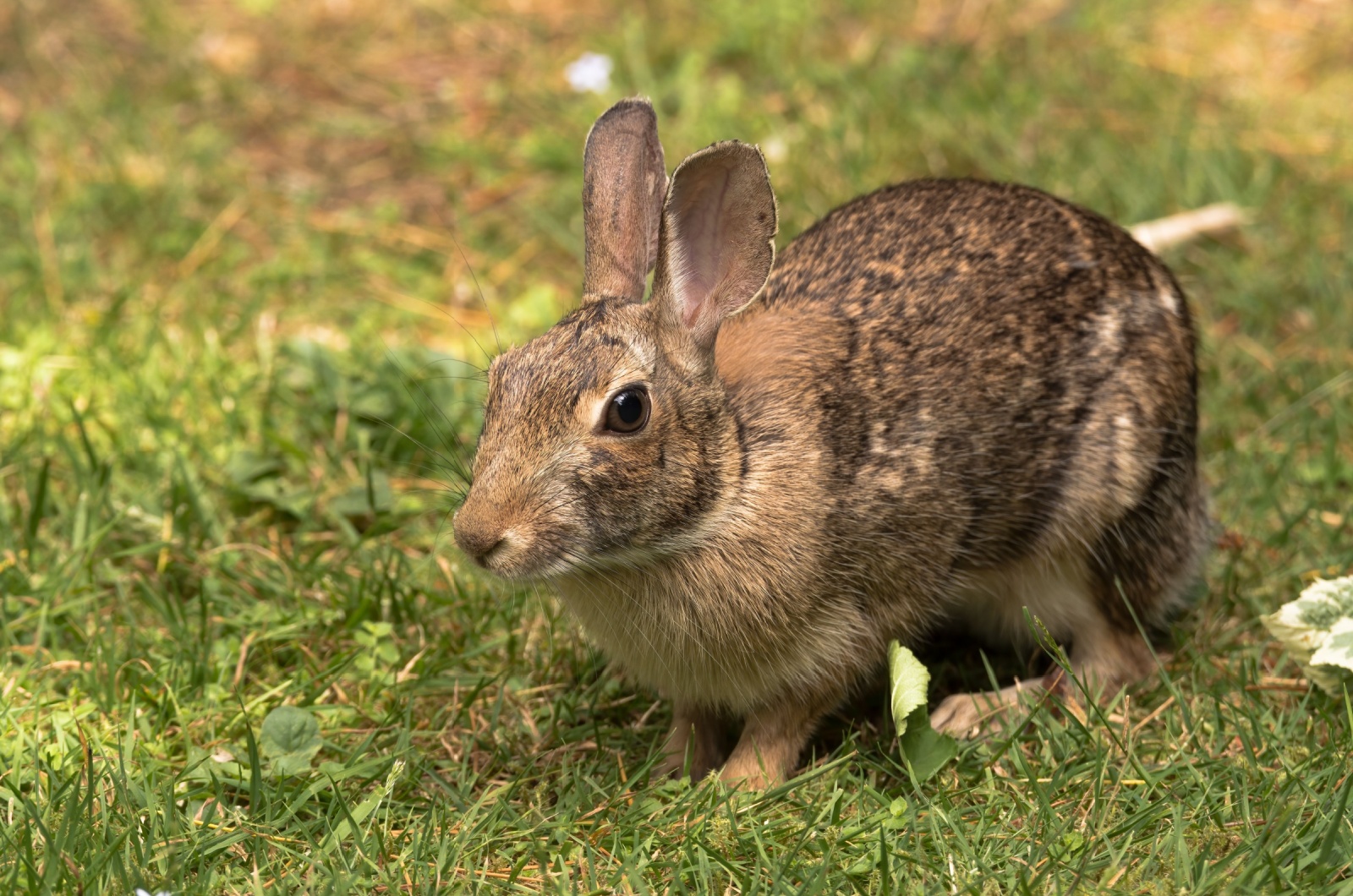 rabbit in the yard