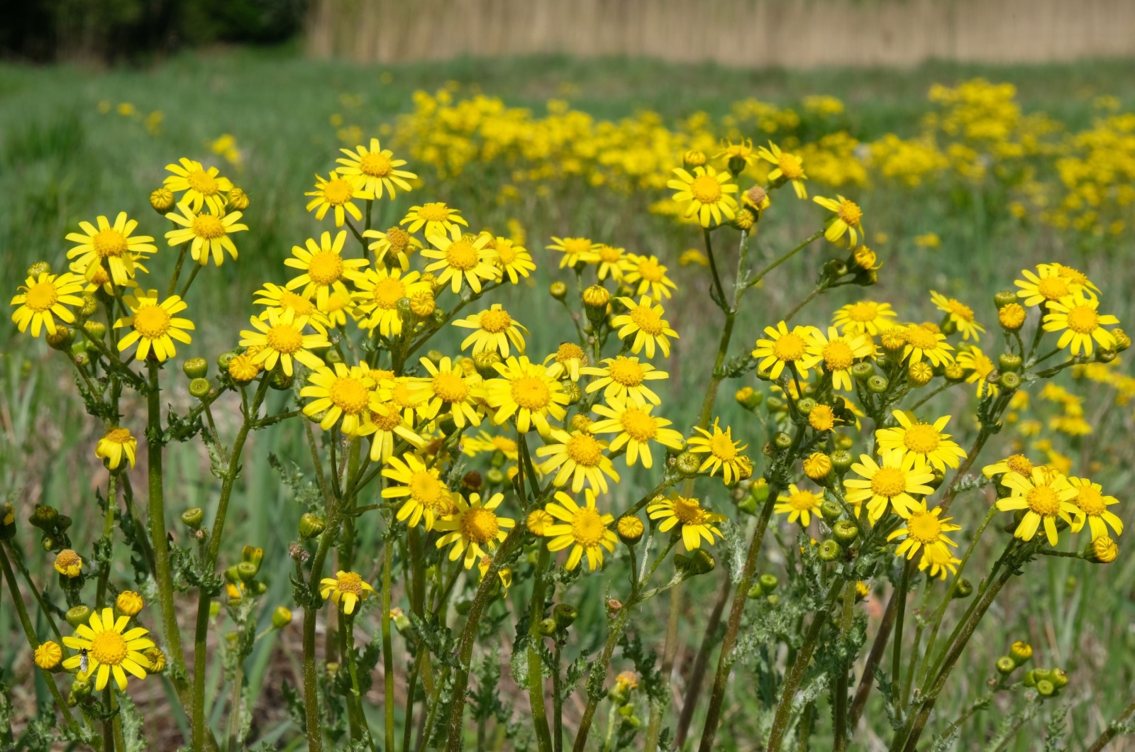 ragwort