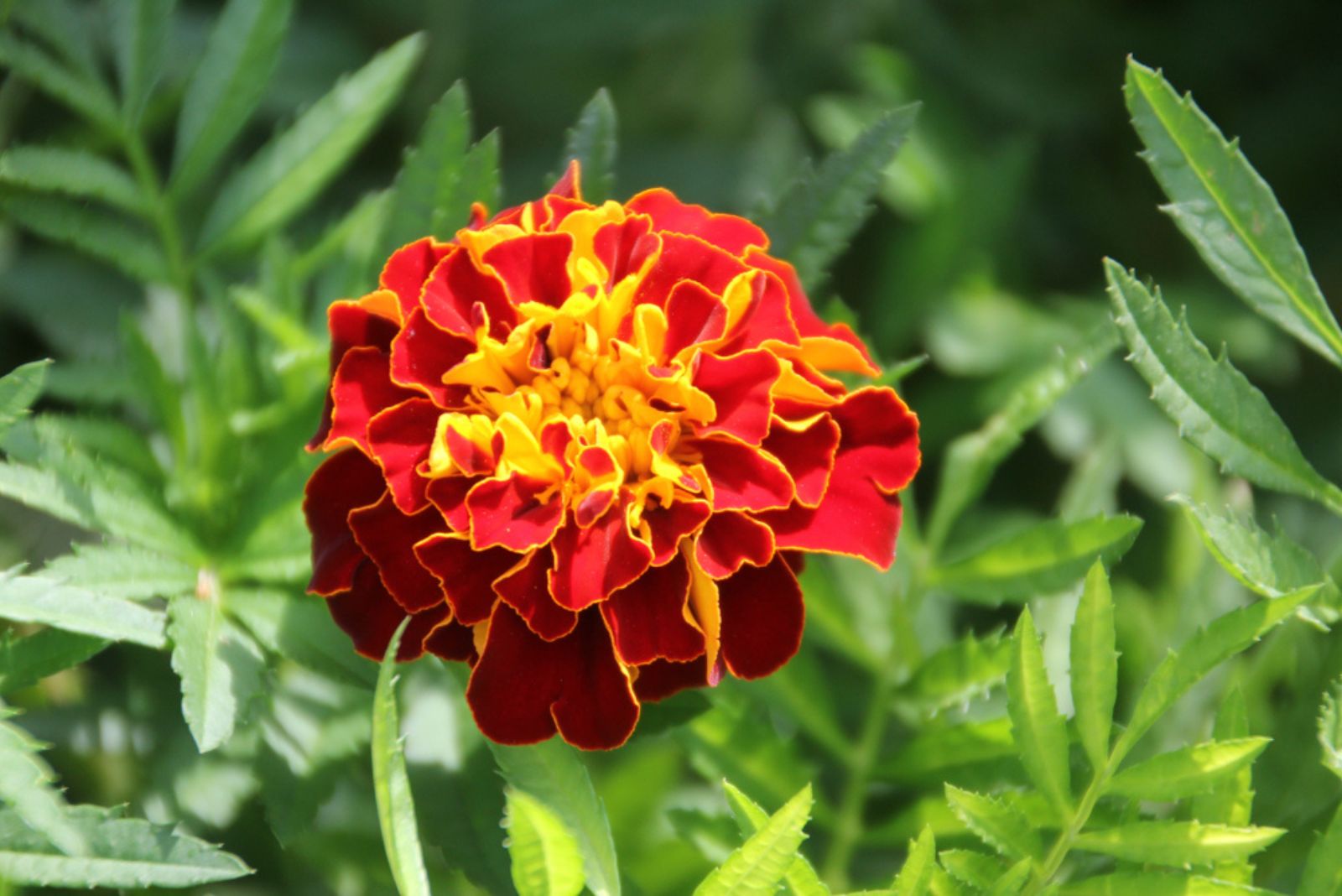 red marigold flower