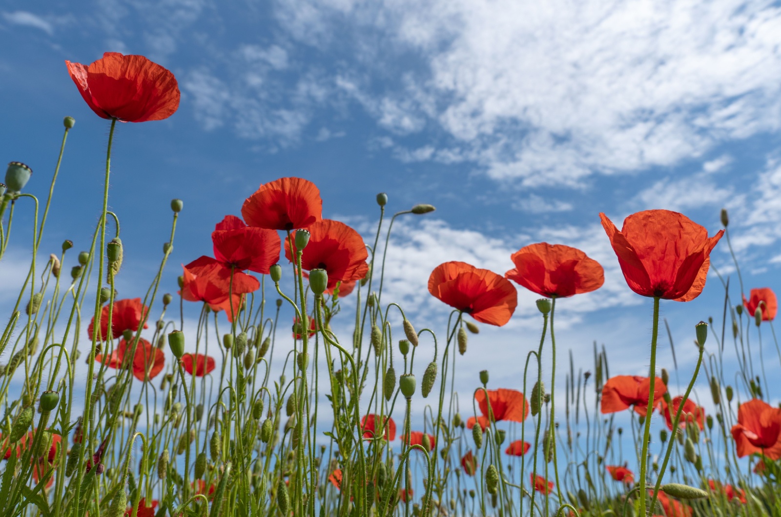 red poppies