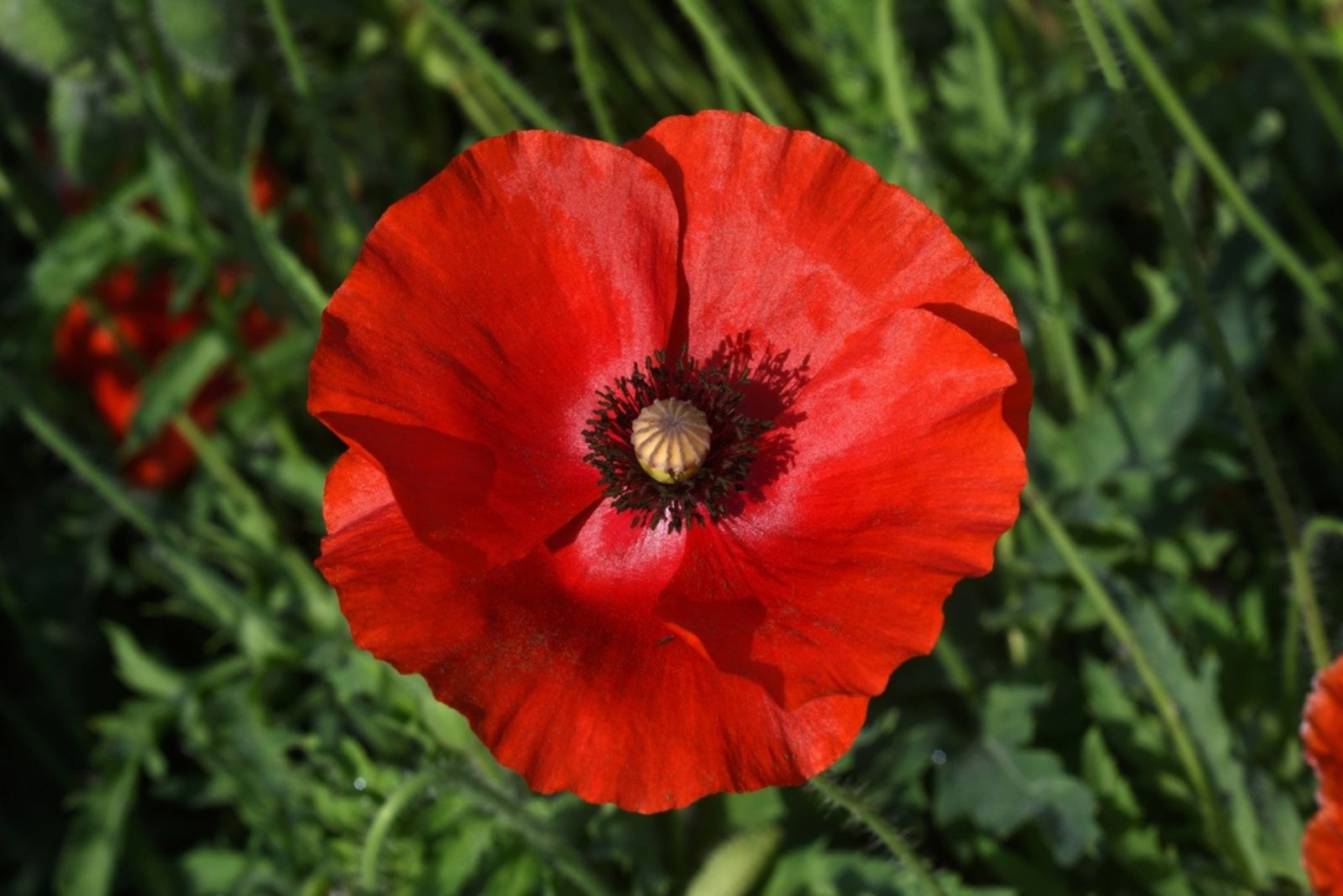 red poppy flower