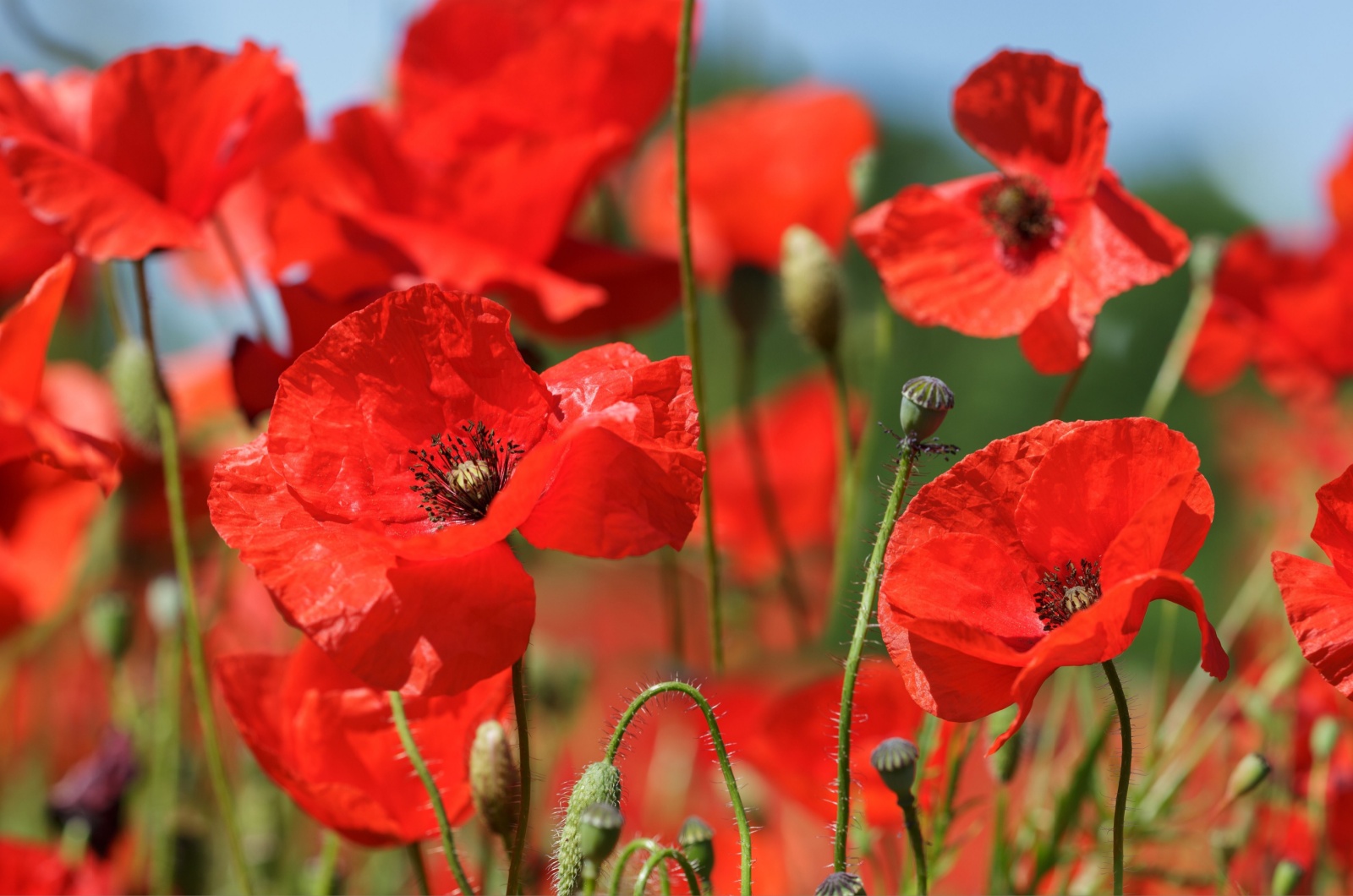 red poppy flowers