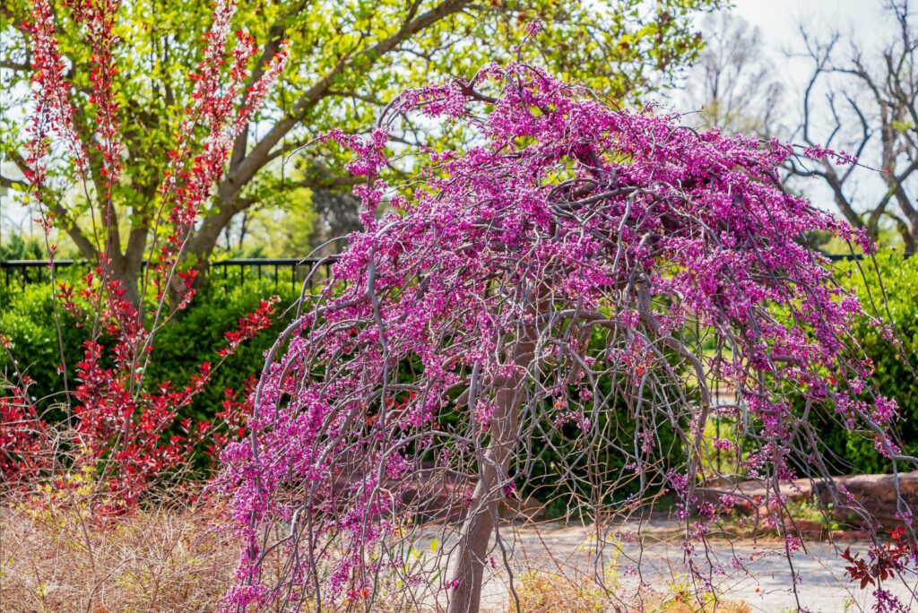 redbud blossom in the Gardens