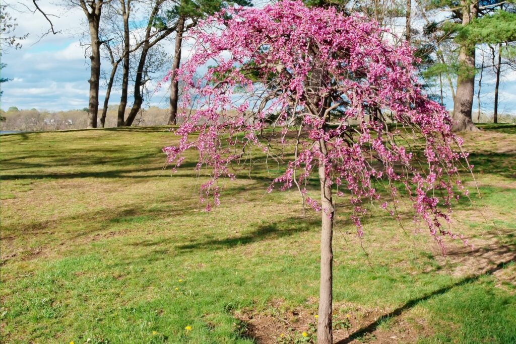 redbud tree