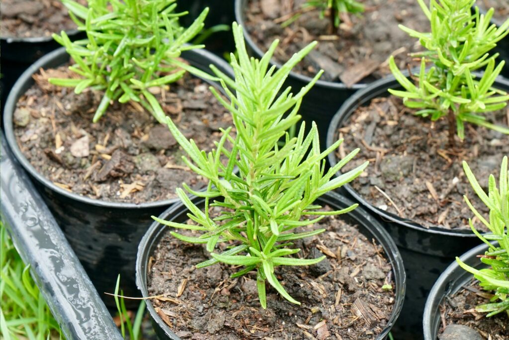 rosemary in small black pots