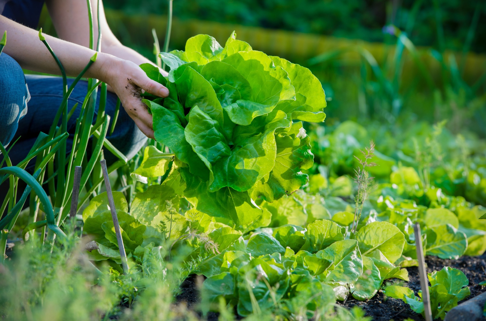 salad in garden