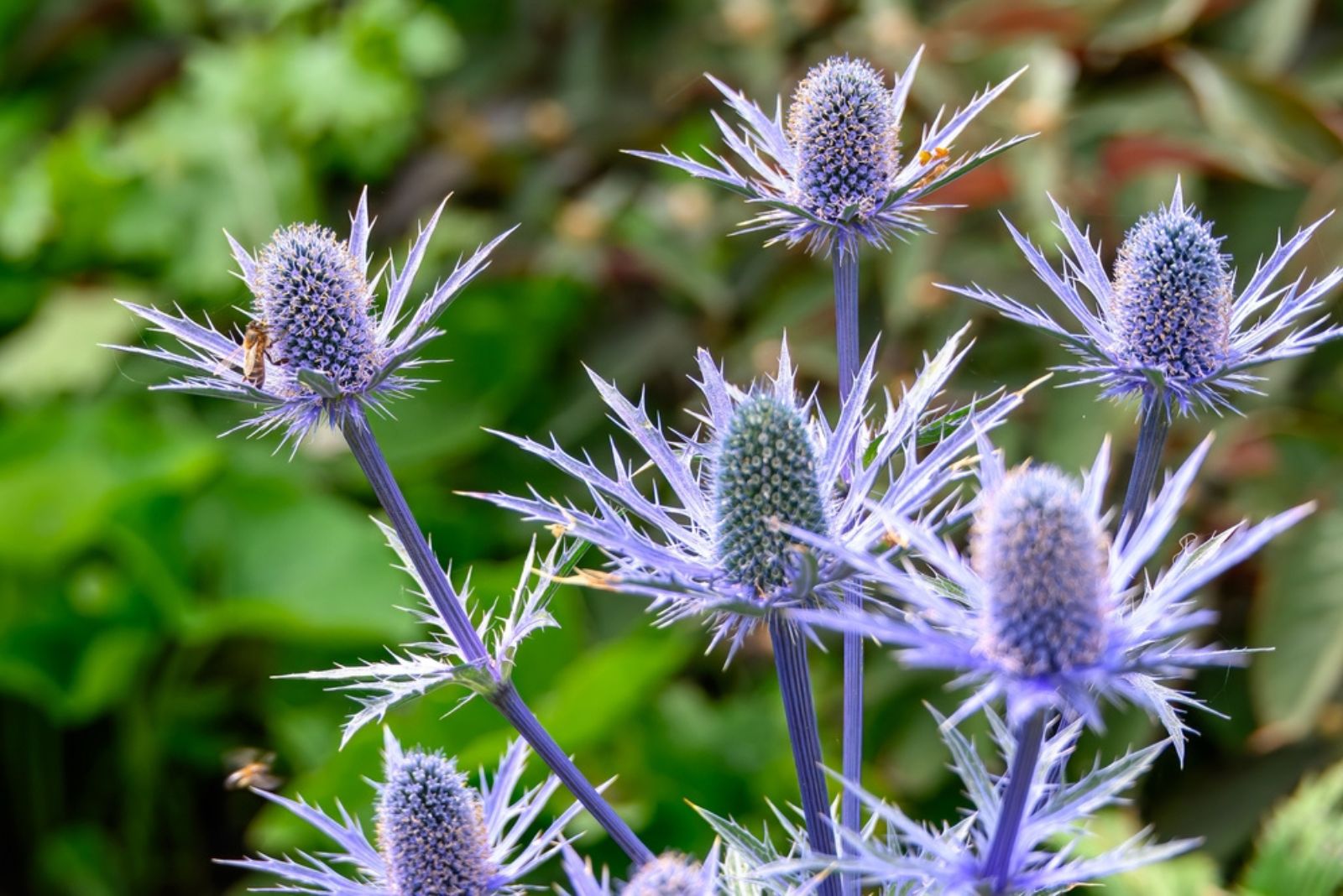 sea holly with spiny leaves