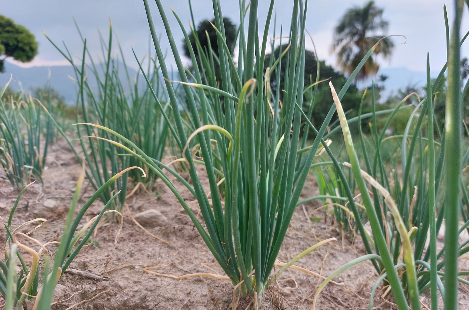 shallots in garden