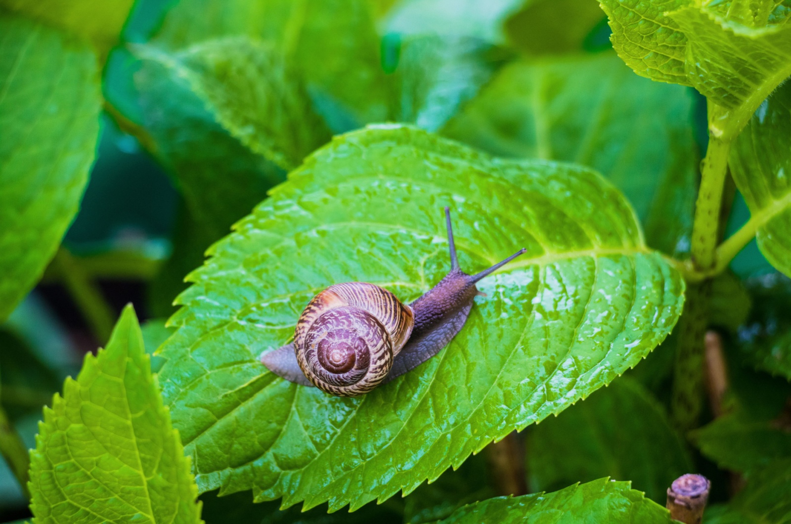 snail on a green leaf