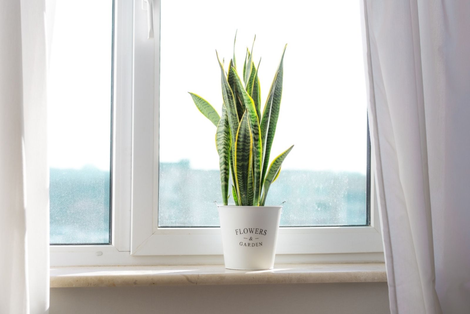 snake plant in a pot on the window sill