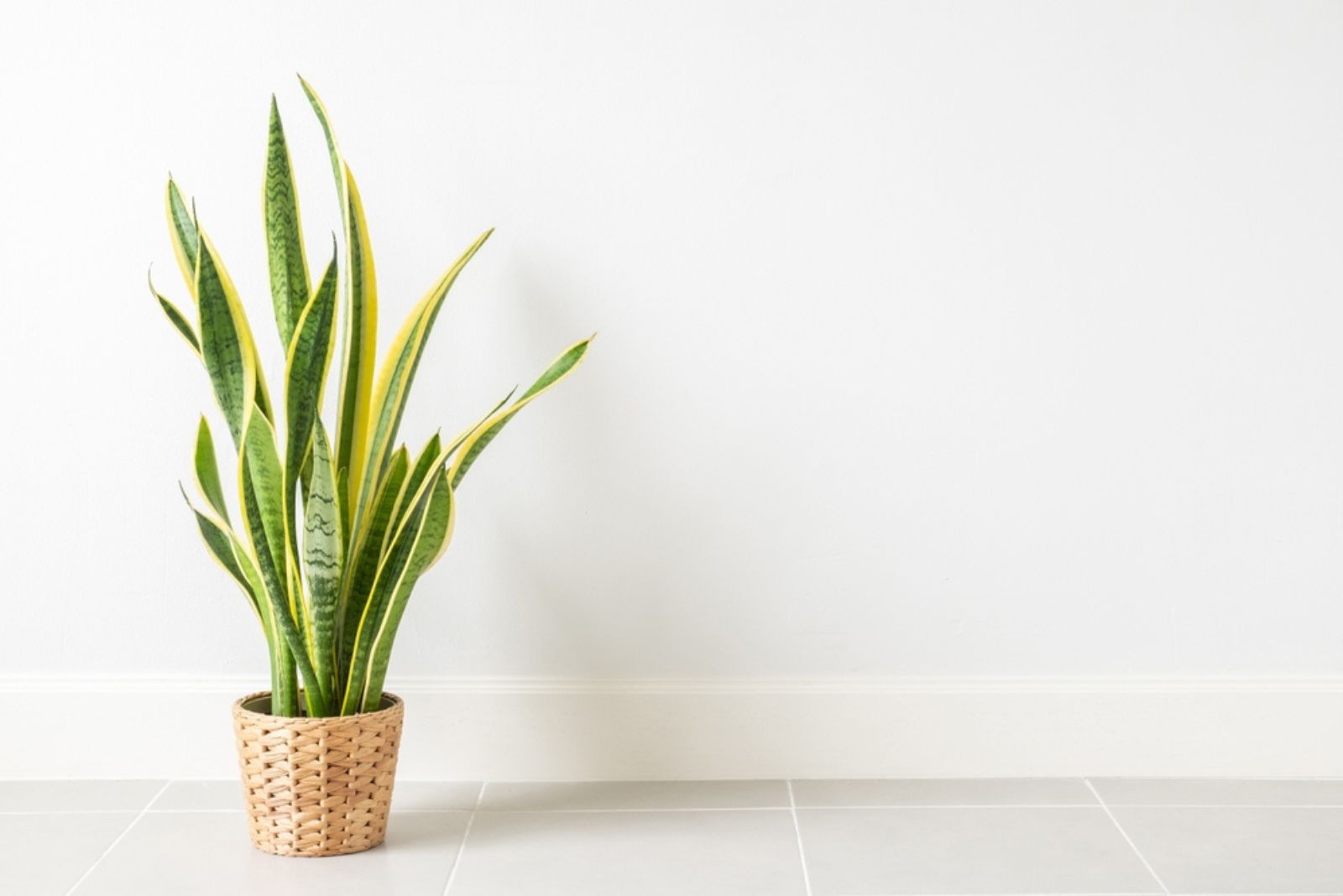 snake plant in a pot