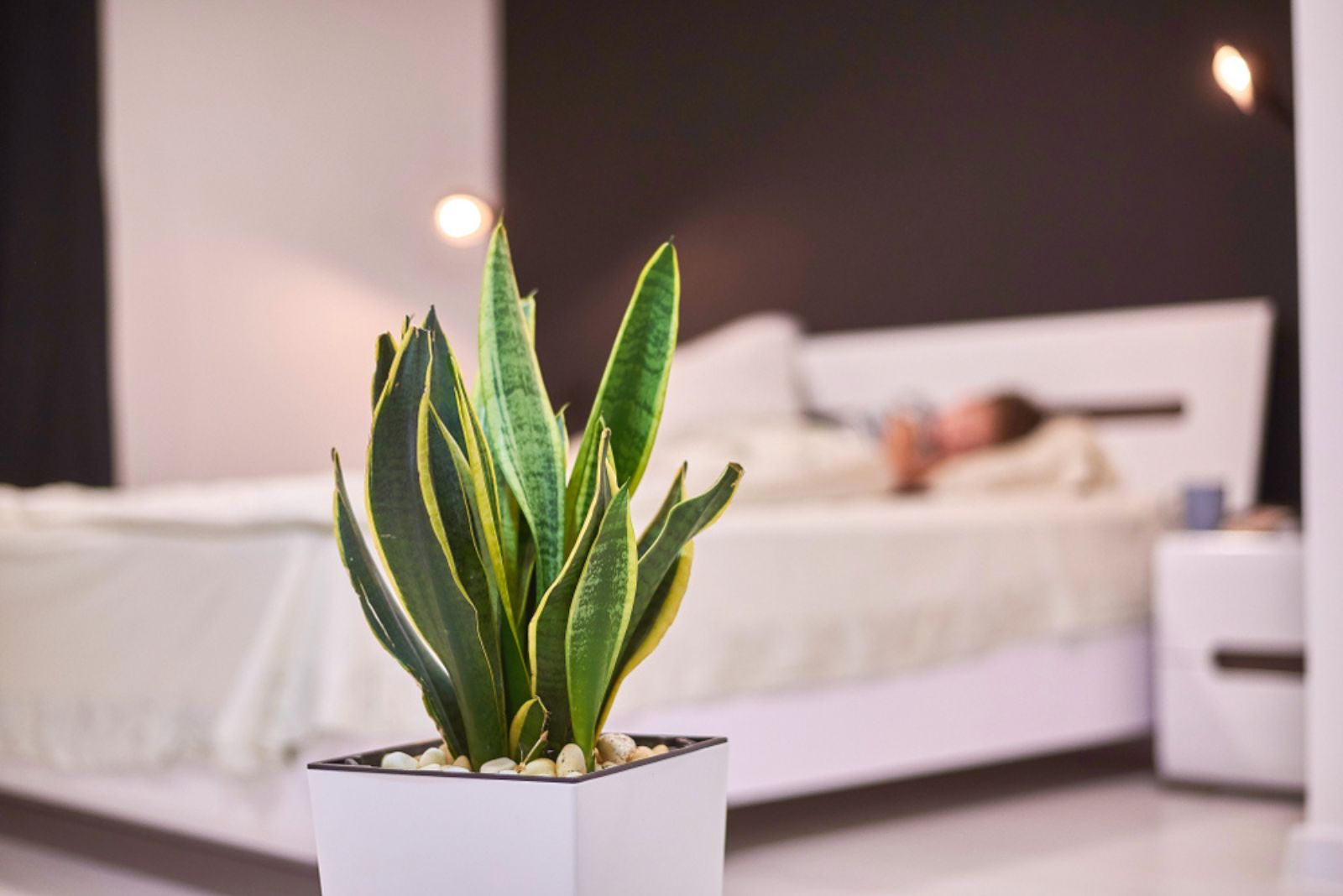 snake plant in bedroom