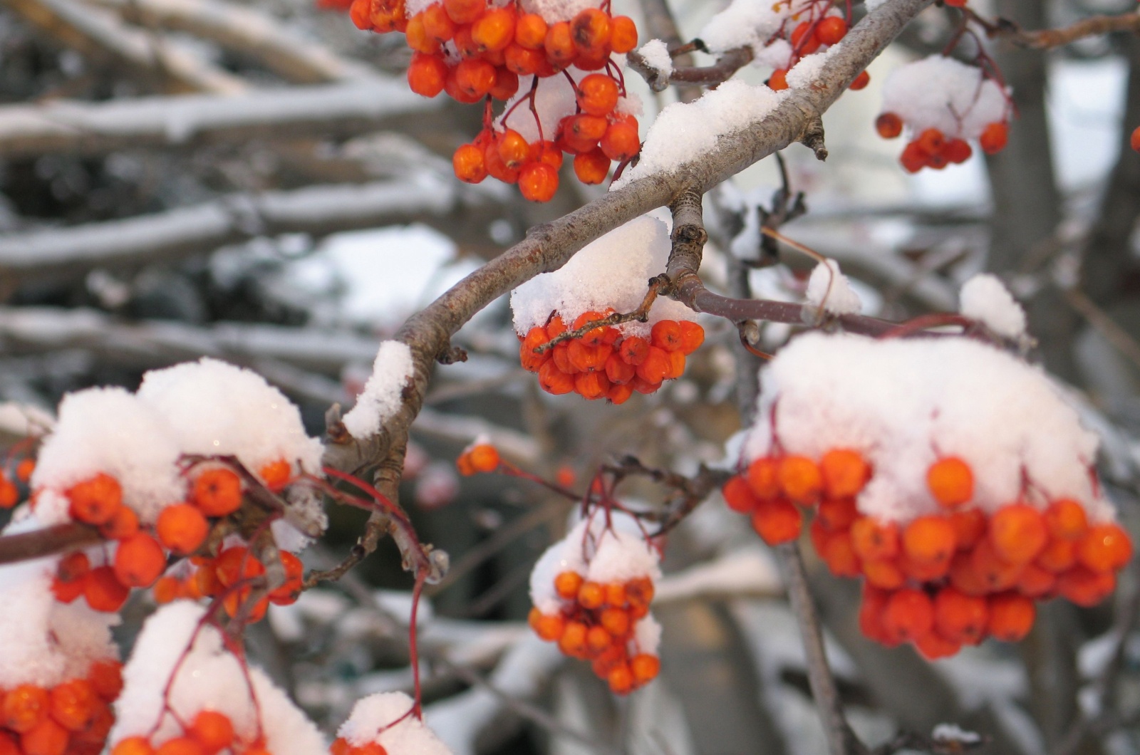 snow on red berries