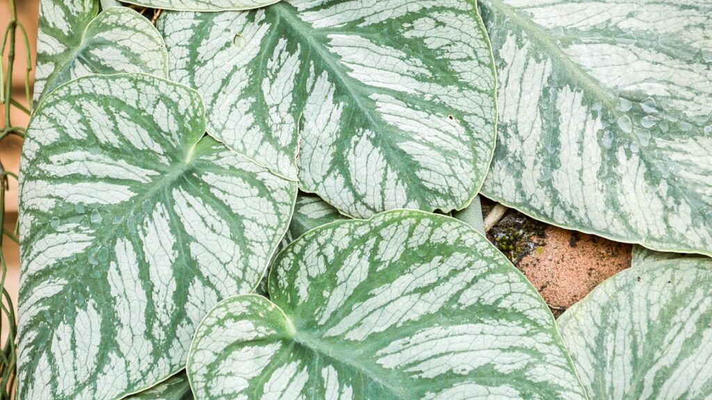 snow satin pothos