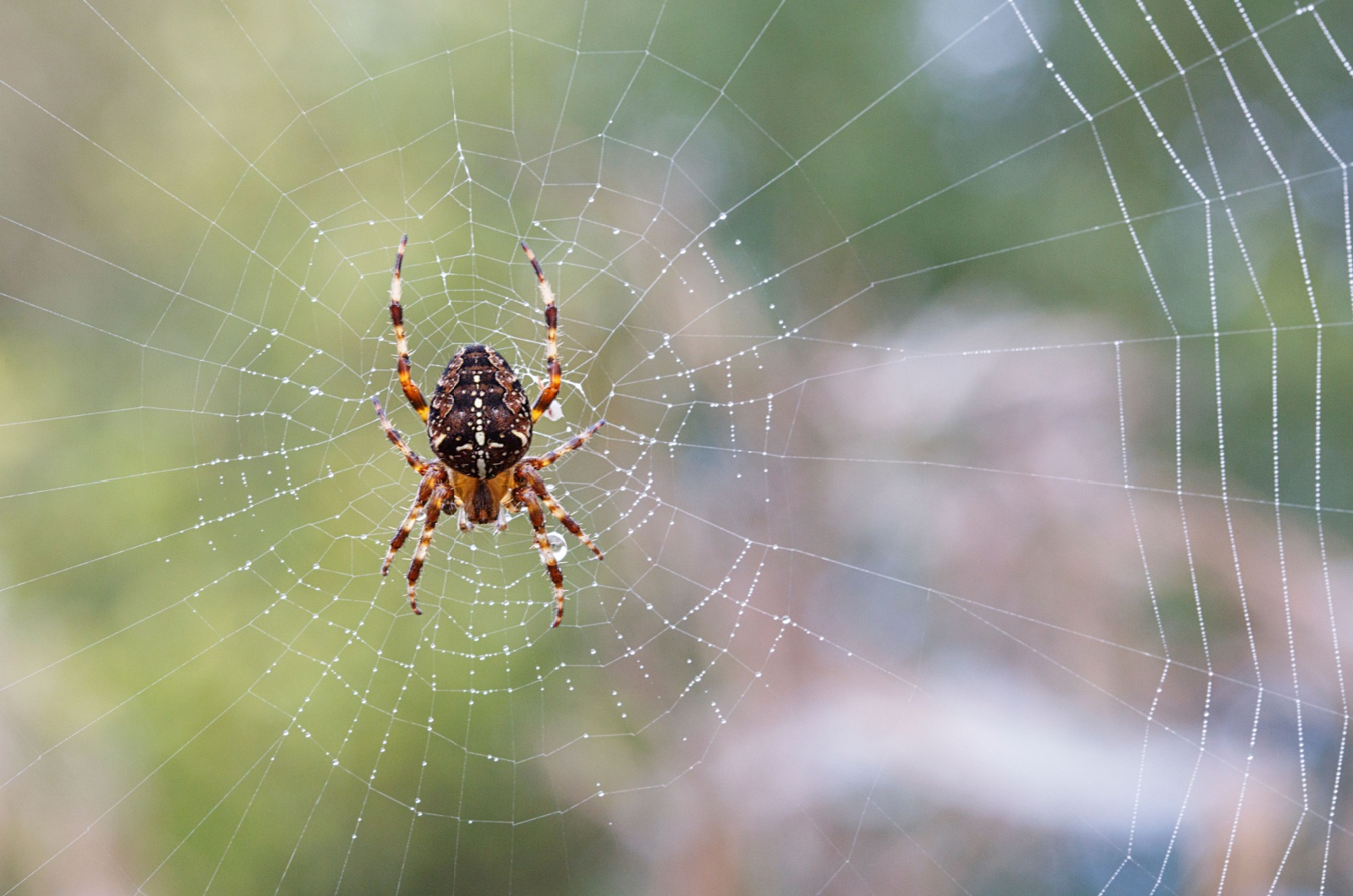 spider on a web