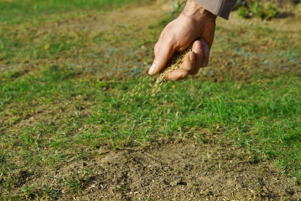 spreading grass seed in spring by hand for the perfect lawn