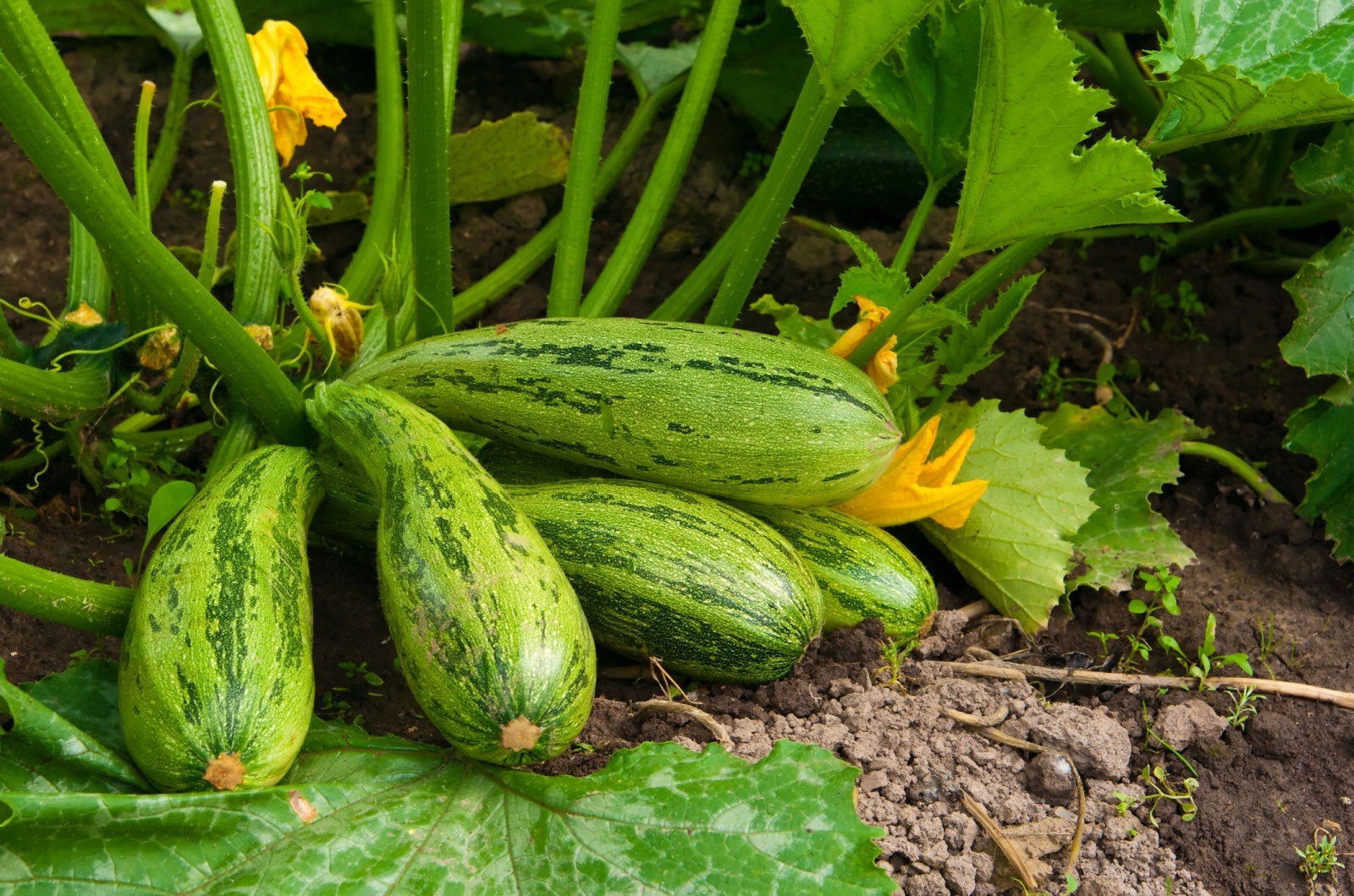 squash growing in garden