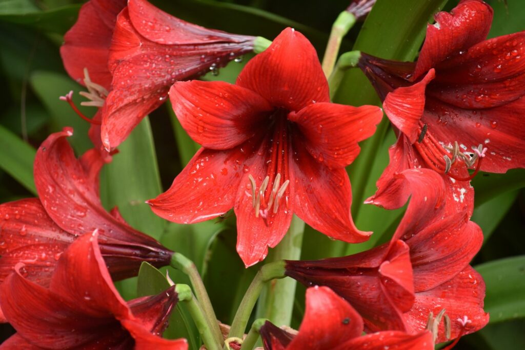 the beautiful Red Lion' Amaryllis' bright red bloom