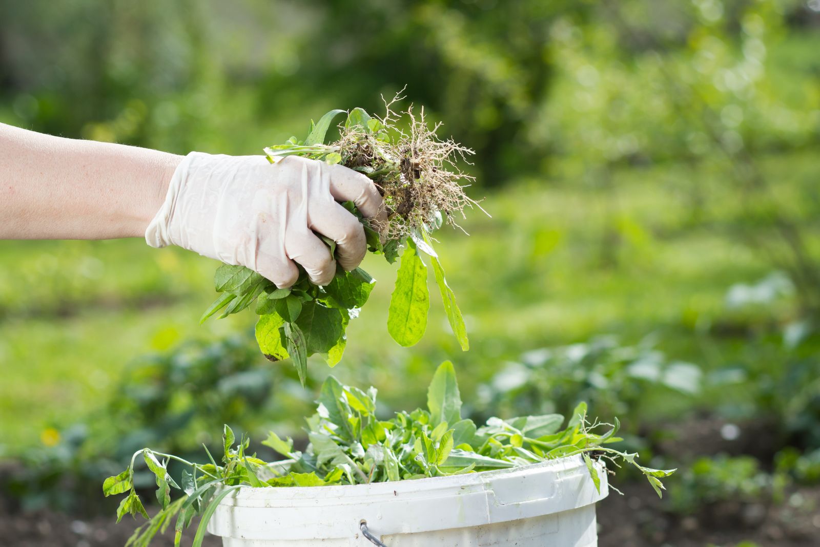 the woman holds weeds in her hand