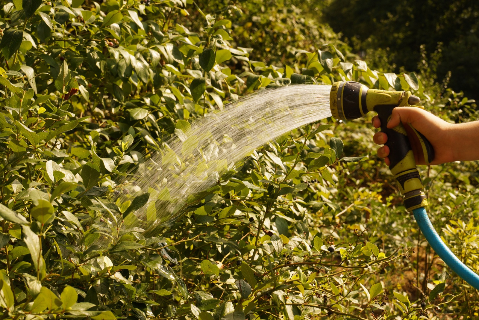 watering blueberry bush