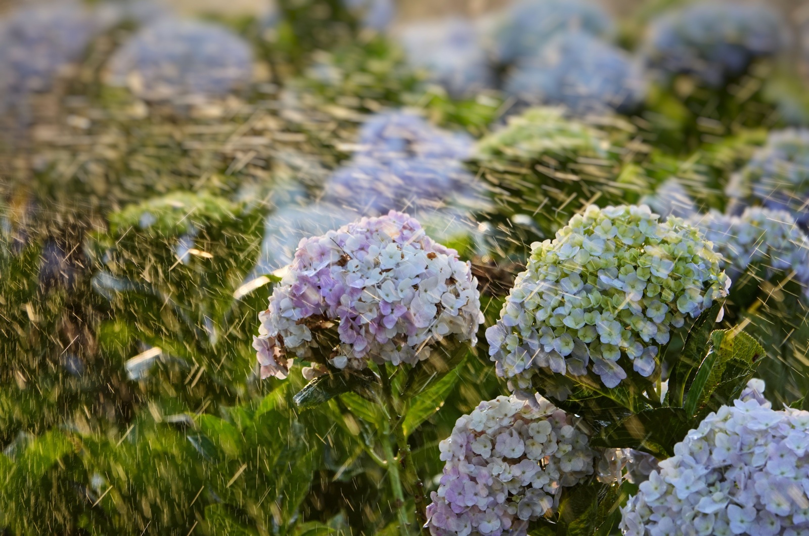 watering hydrangeas