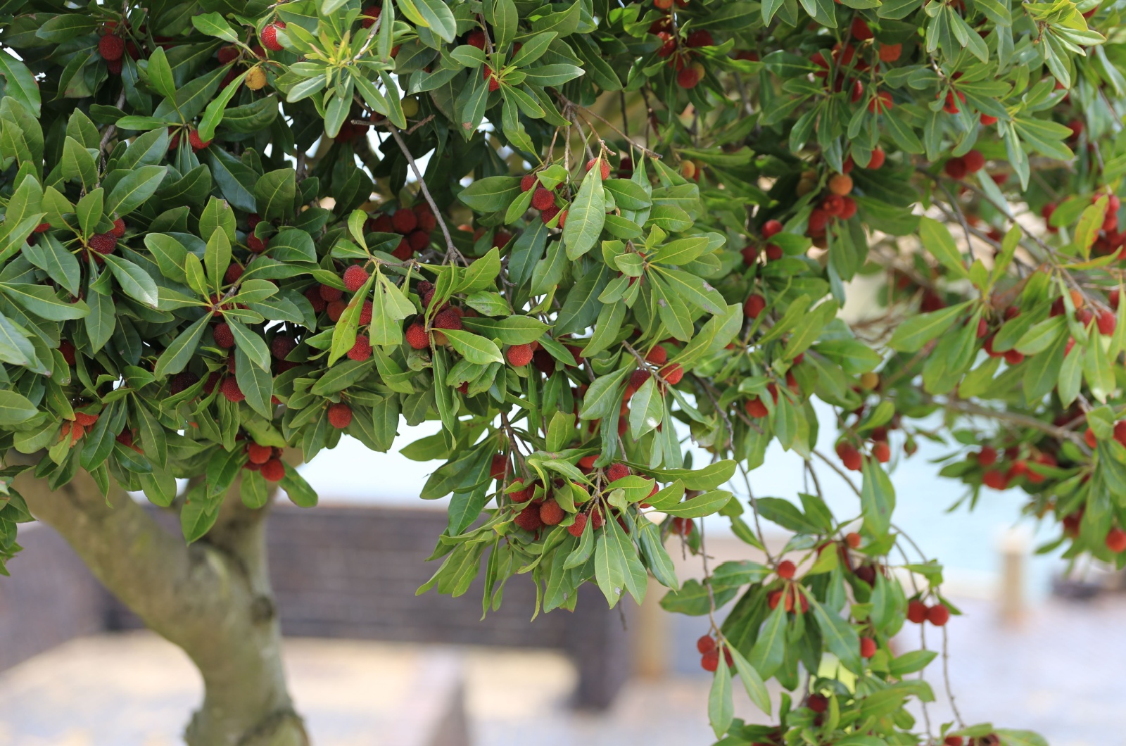 wax myrtle