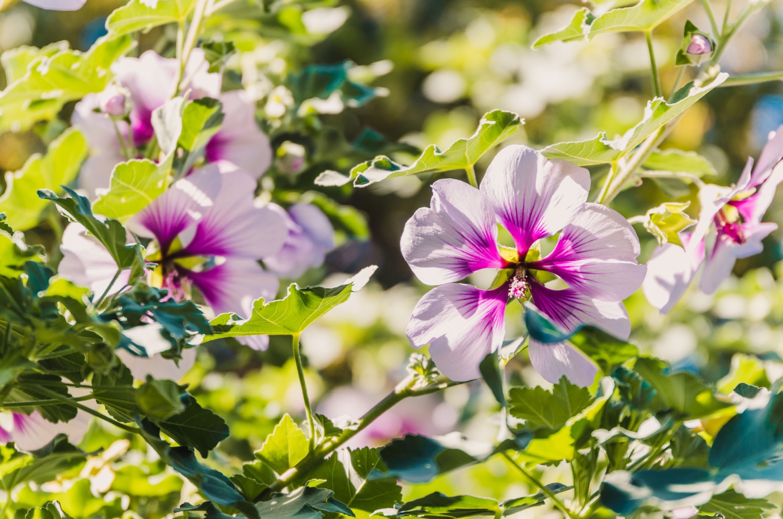 white and purple rose of sharon