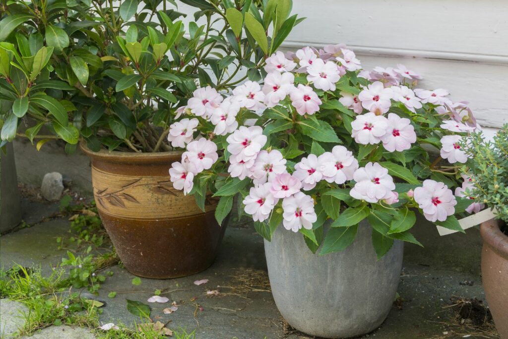 white busy lizzy impatiens walleriana