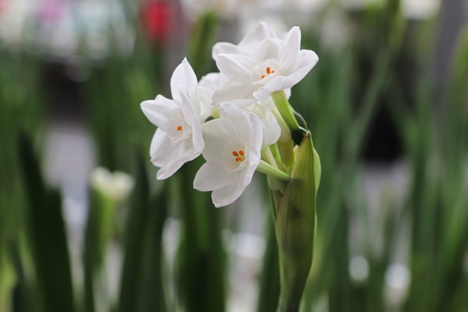 white narcissus flowers