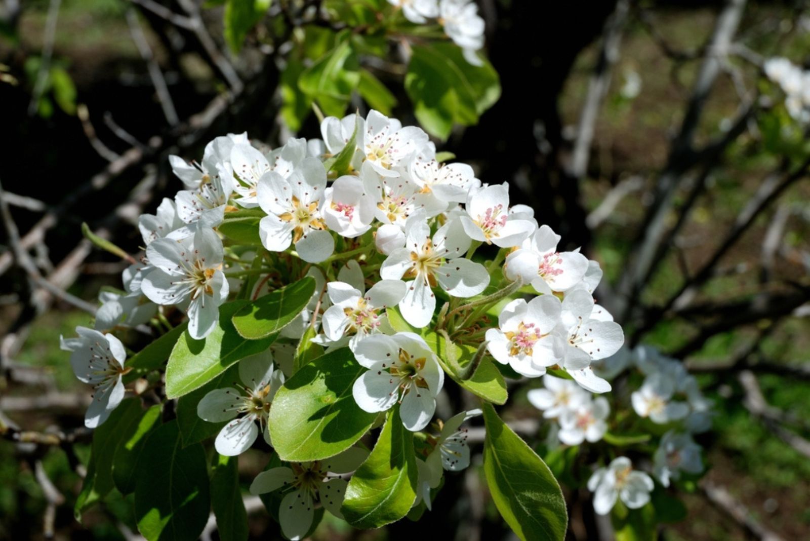 white pear blossoms