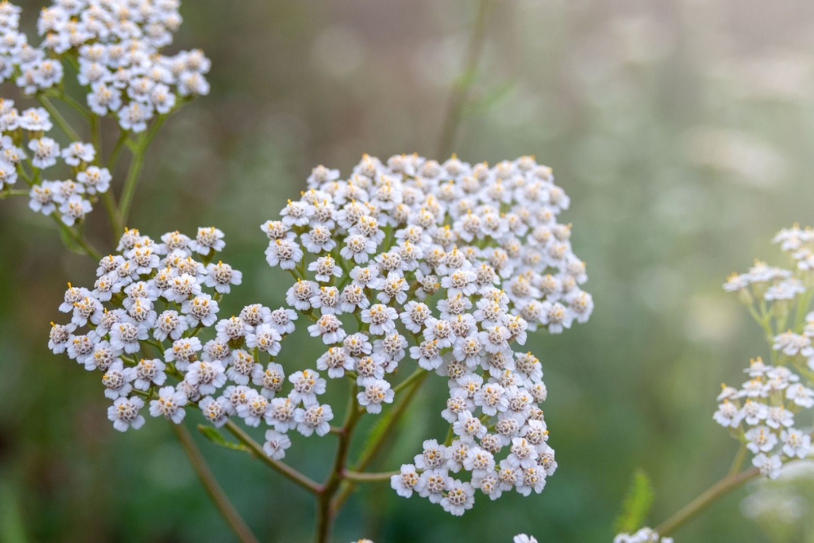 white yarrow