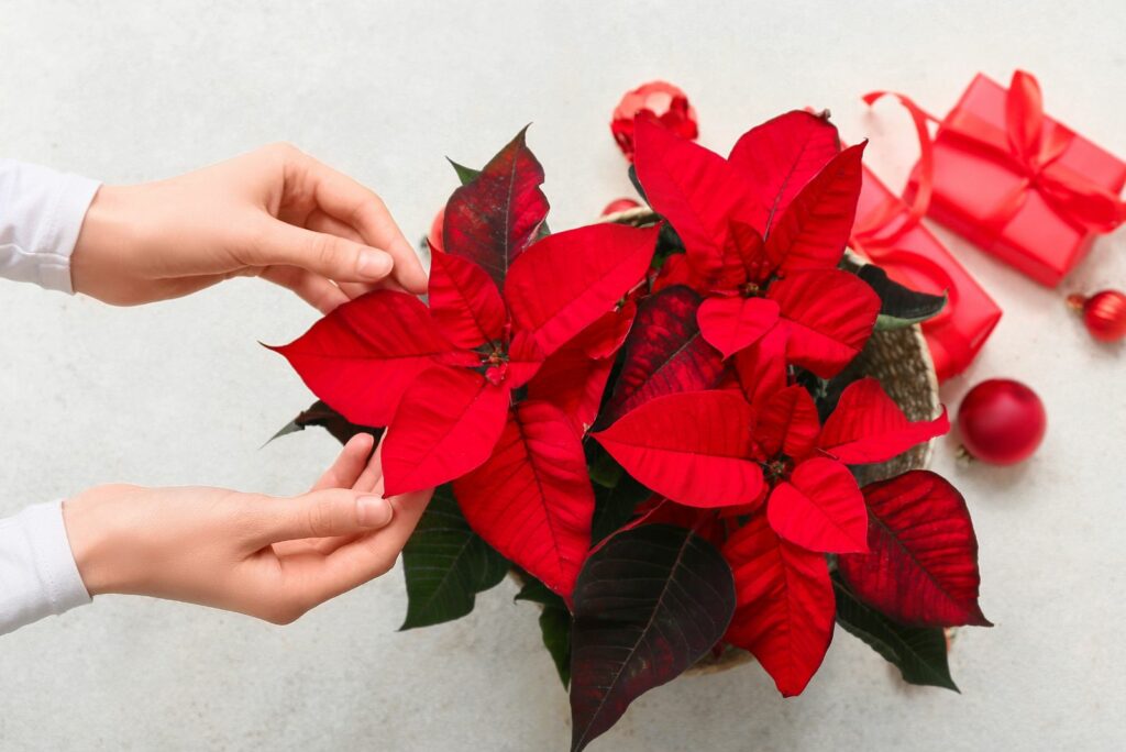 woman looking at poinsettia