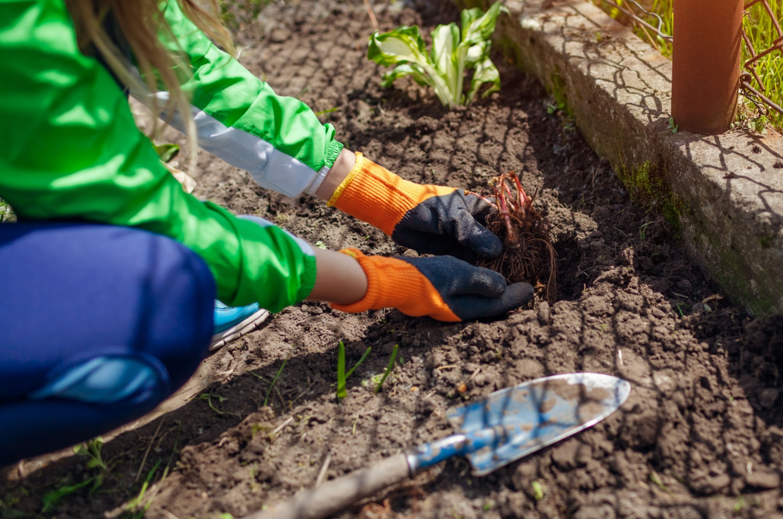 woman planting astilbe