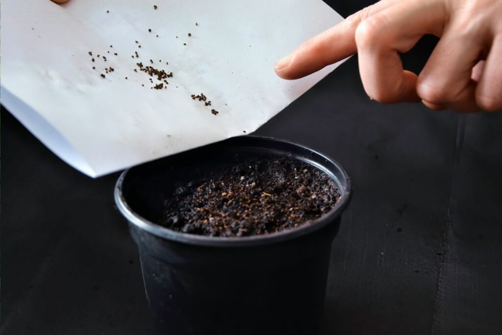 woman planting dahlia seeds