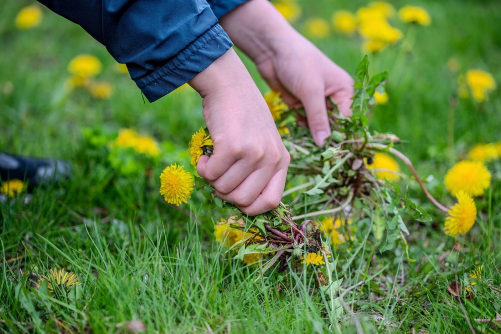 woman pulling dandelions