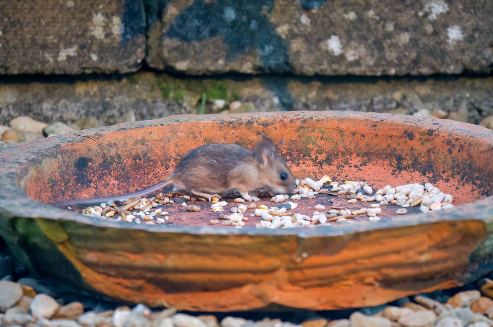 wood mouse