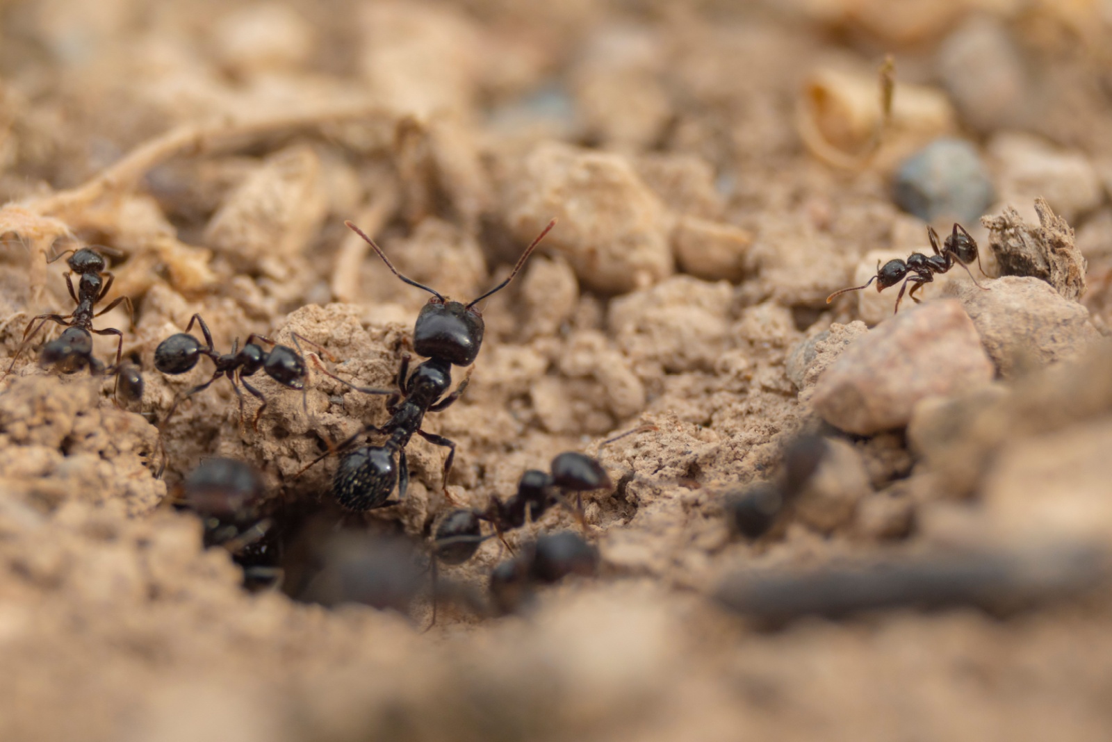 worker ants