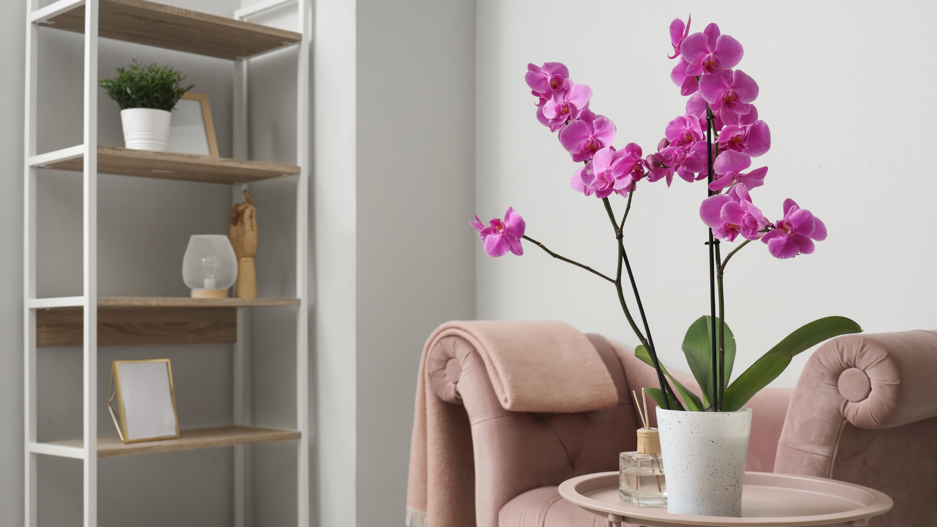 10 Beautiful Indoor Plants That Will Fill Your Home With Lovely Scents