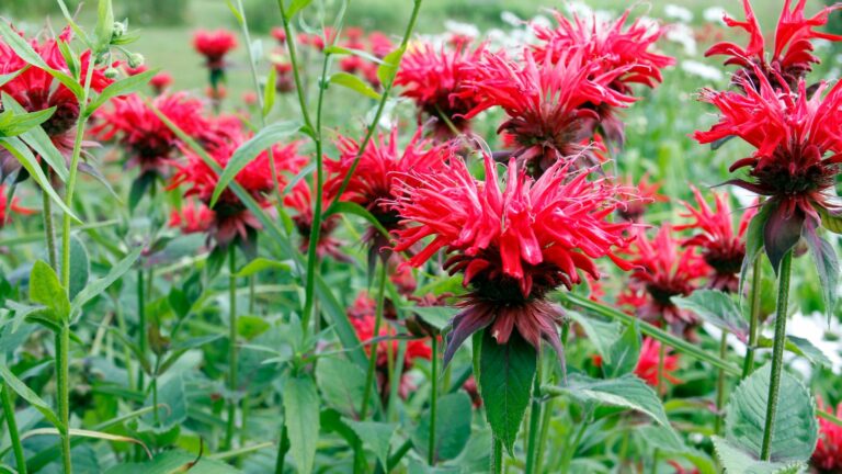 Bee Balm
