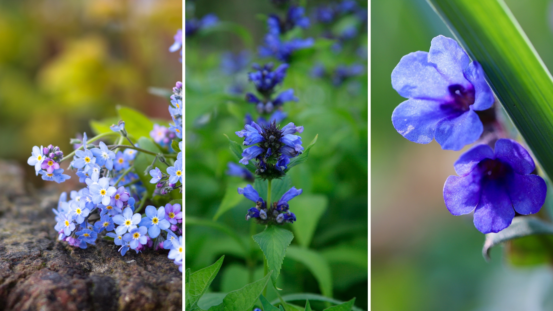 10 Gorgeous Blue Shade Perennials For Every Garden Design