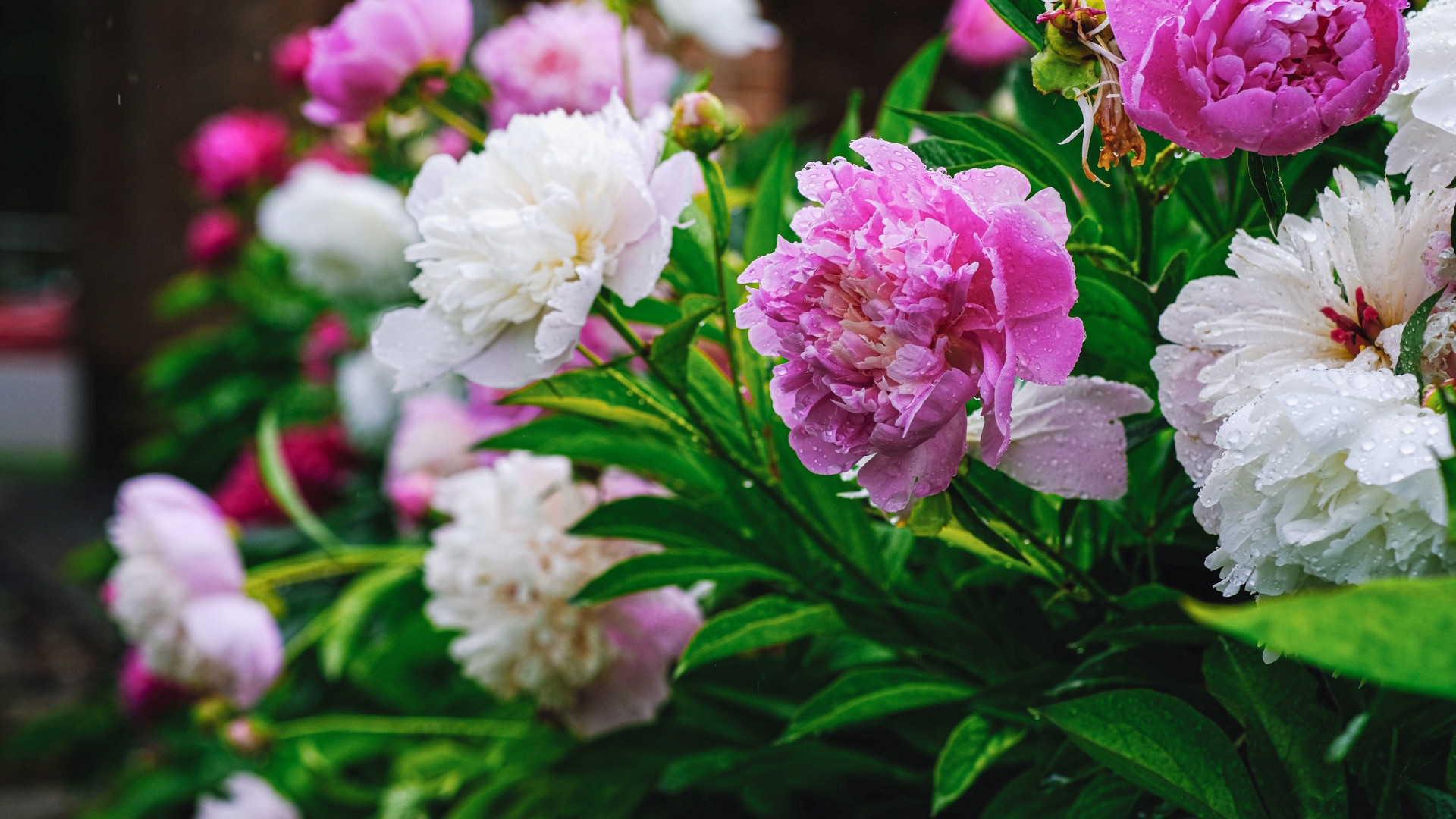 beautiful perennial flowers