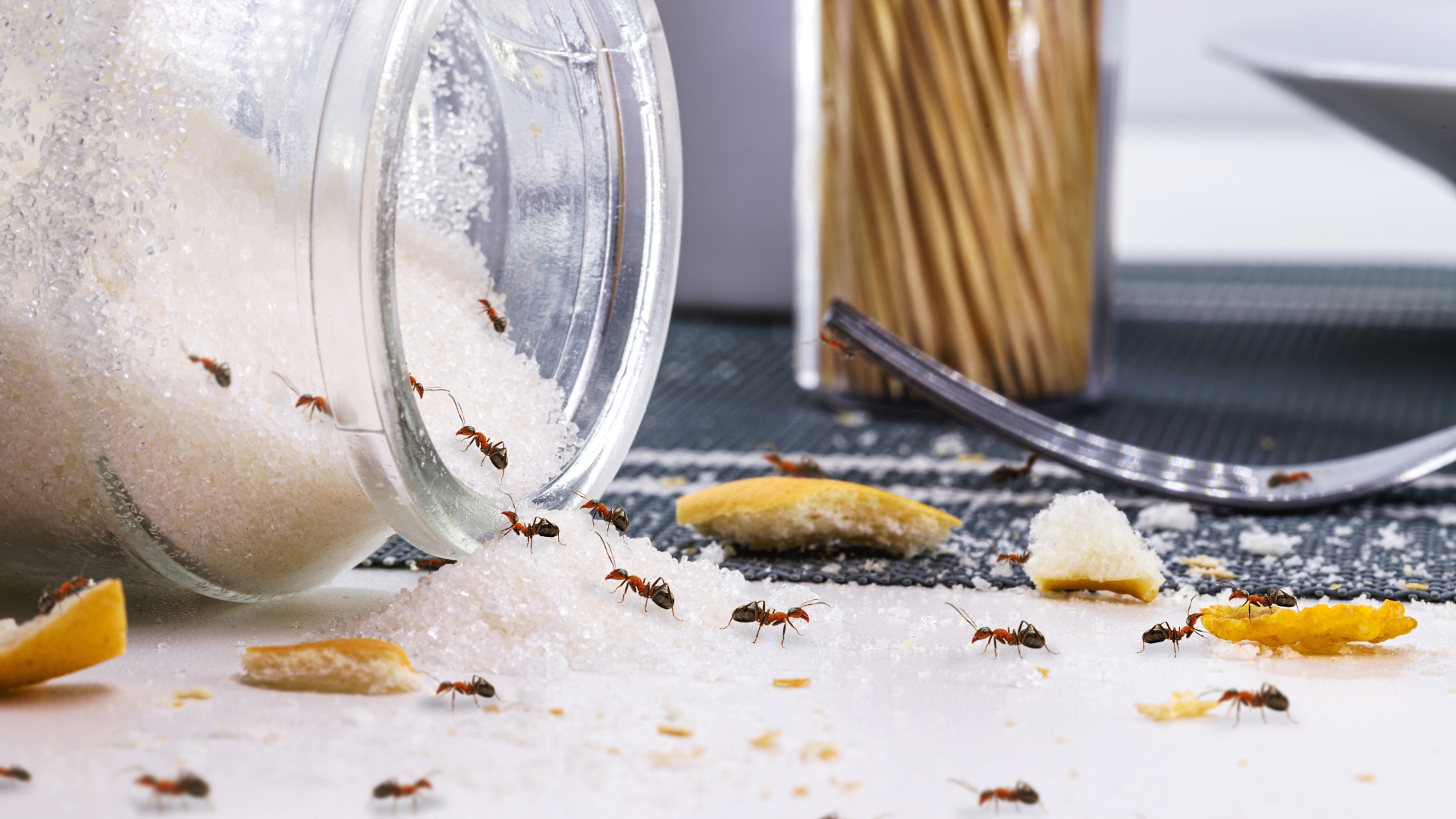 10 Powerful Scents That Keep Ants Out Of Your Home